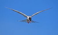 188 - COMMON TERN HUNTING - COWDREY MIKE - united kingdom